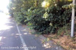 Viterbo - Erbacce sul marciapiede lungo la Tangenziale - Foto di repertorio