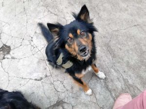 La cagnolina ucraina Marta