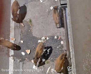 Viterbo - Bagnaia - Branco di cinghiali in via Cardinal Ridolfi