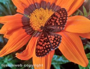 Una farfalla sulla Gazania