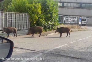Viterbo - Cinghiali in via Monte Cervino