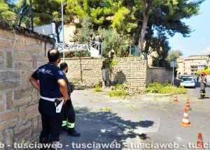 Viterbo - Taglio di una pianta in via Nino Bixio, l'intervento dei vigili del fuoco e polizia locale