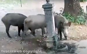 Viterbo - Cinghialo nel parco in via Carlo Cattaneo
