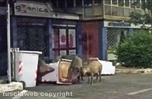 Viterbo - Cinghiali in via Vicenza