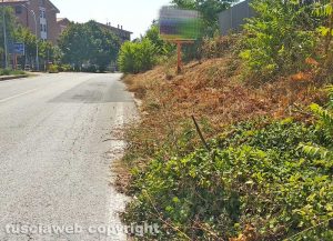 Viterbo - Erbaccia secca a bordo della strada Teverina