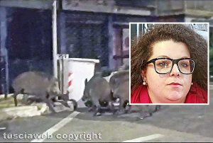 Viterbo - Cinghiali in via Vicenza - Nel riquadro la sindaca Chiara Frontini