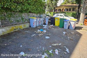 Viterbo - Il passaggio dei cinghiali in via Monte Cervino