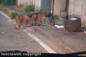 Viterbo - Cinghiali in via Cardinal Nicolò Ridolfi