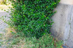 Viterbo - Erba alta nel quartiere Pianoscarano