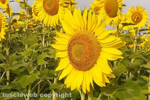 Montalto di Castro - Un campo di girasoli a Pescia Romana