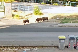 Viterbo - Cinghiali in via Ippolito Nievo
