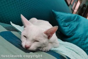 Viterbo - Il gattino trovato tra piazza del Sacrario e via Cairoli