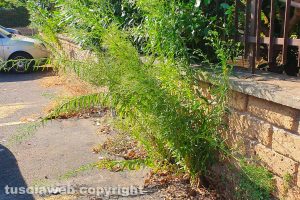 Viterbo - Erbacce - Immagine di repertorio