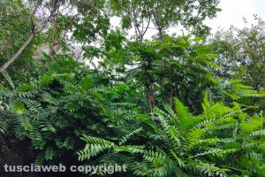 Viterbo - Incuria a Sant'Angelo di Roccalvecce