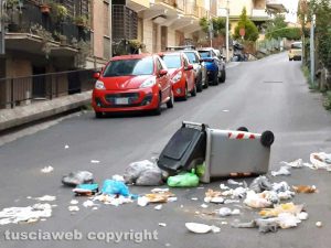 Viterbo - Cinghiali e rifiuti in via Pieve di Cadore