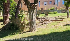 Viterbo - Rami al parco giochi della Quercia