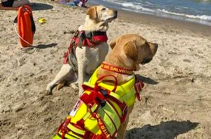 I cani bagnino Argo e Perla