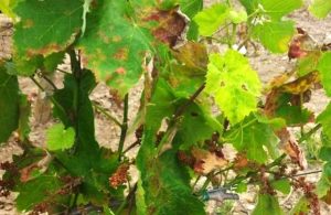 Le piante affette da peronospora