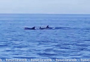 Avvistamenti di delfini a Santa Marinella