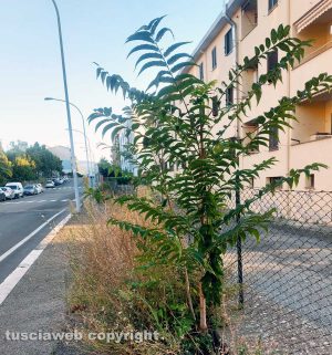 Viterbo - Erbacce in viale Bruno Buozzi