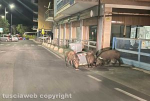 Viterbo - Cinghiali in via Genova