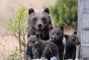 L'orsa Amarena con i cuccioli