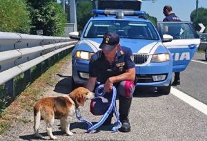 La polizia stradale salva un cane in strada