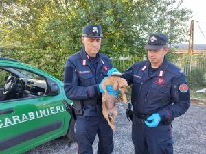 Cantalice - Carabinieri - Uno dei cani maltrattati