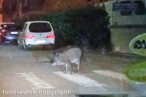 Viterbo - Un cinghiale in via Montello