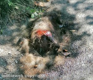Viterbo - Carcassa in strada Filante