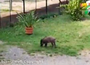 Viterbo - Cucciolo di cinghiale nel giardino condominiale di via Carlo Cattaneo