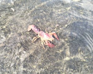 Bolsena - Gambero rosso della Louisiana