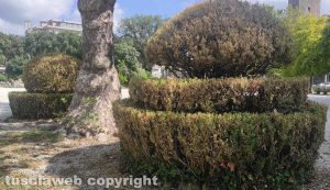 Viterbo - Pratogiardino Lucio Battisti - Le piante distrutte dall’insetto piralide del bosso