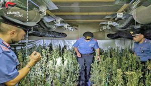 Civita Castellana - Sequestrate 2200 piante di cannabis