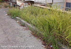 Viterbo - I marciapiedi invasi dalle erbacce in via Ciro Menotti