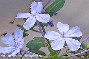 Un plumbago