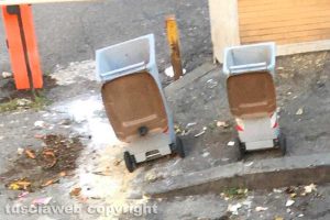 Viterbo - Cinghiali in azione in via Treviso