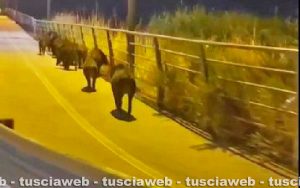 Cinghiali a Ladispoli