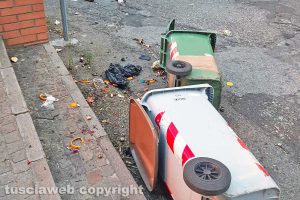 Viterbo - Il passaggio dei cinghiali in via Monte San Valentino
