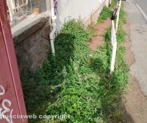 Viterbo - Erbacce sui marciapiedi in via Polidori