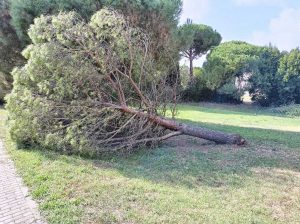 Viterbo - L'albero caduto al parco della Quercia