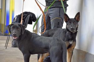 Guardia di finanza - Unità cinofile