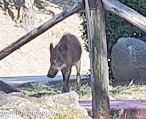 Viterbo - Cinghiali negli spazi degli istituti comprensivi Vanni e Canevari