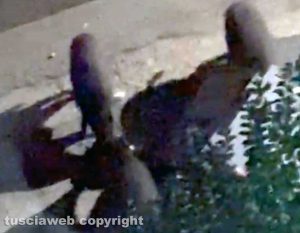 Viterbo - Cinghiali in via Monte Nevoso