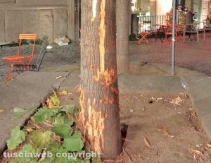 Viterbo - Albero scortecciato a piazza della Morte