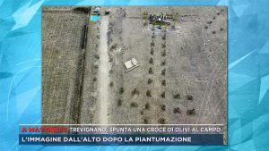 Madonna di Trevignano - Una croce di ulivi al campo delle apparizioni
