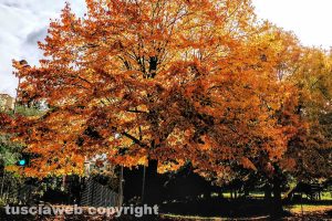 Colori dell'autunno