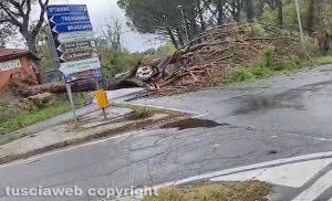 Sutri - Albero caduto sulla Cassia