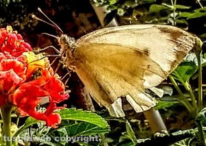 Farfalla su fiore