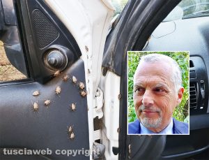 Invasione di cimici sui Monti Cimini - Nel riquadro il presidente di Confagricoltura Remo Parenti